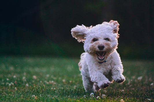 Pet Fitness: Fun Ways to Keep Your Furry Friend Active and Healthy